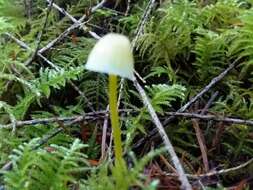 Image of Mycena epipterygia (Scop.) Gray 1821