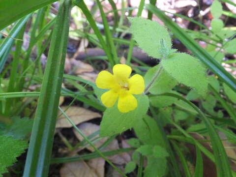 Image of Muskflower