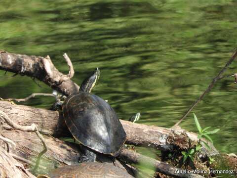 Image of Trachemys venusta venusta (Gray 1855)