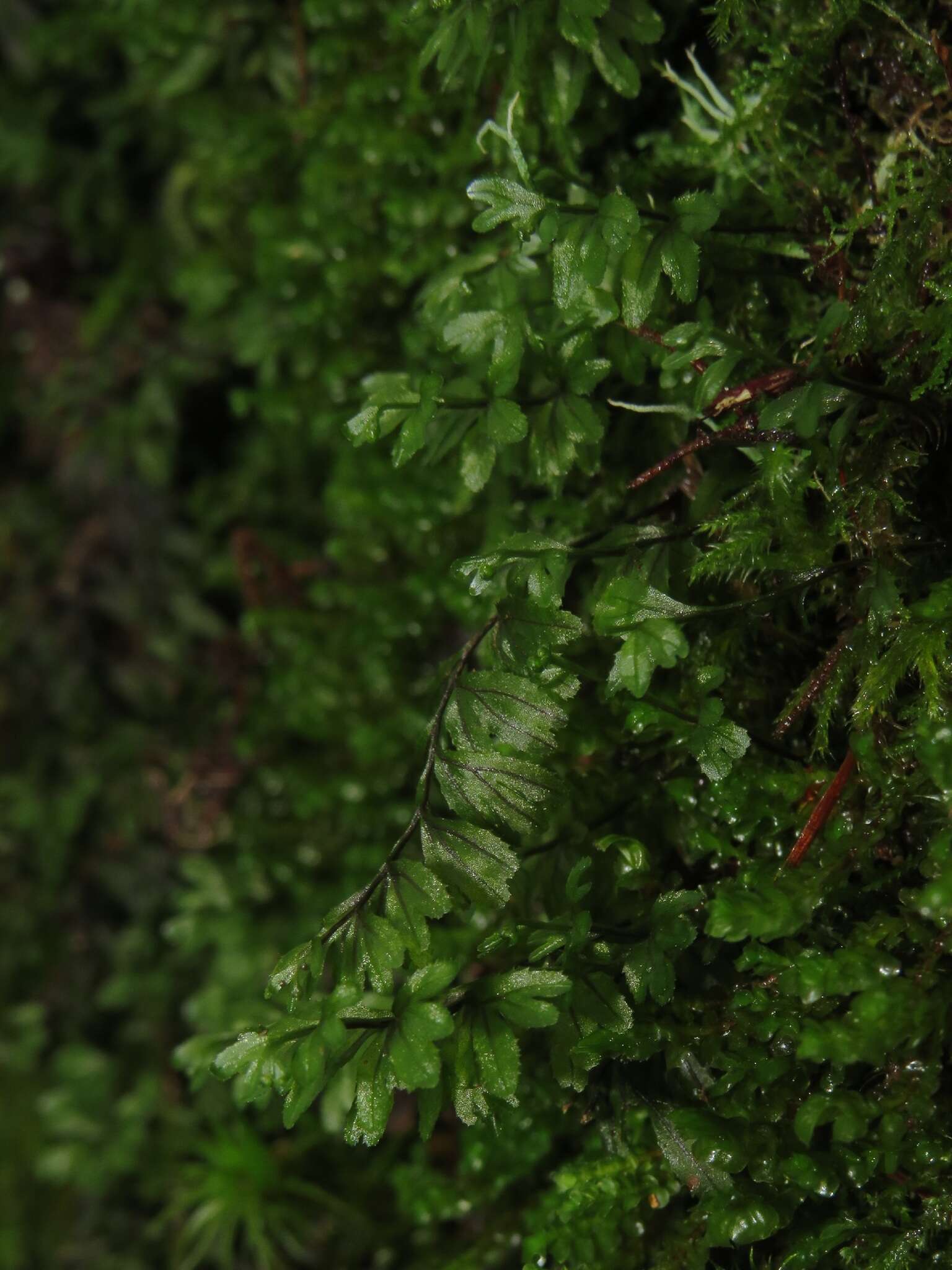 Image of Hymenophyllum wilsonii Hook.