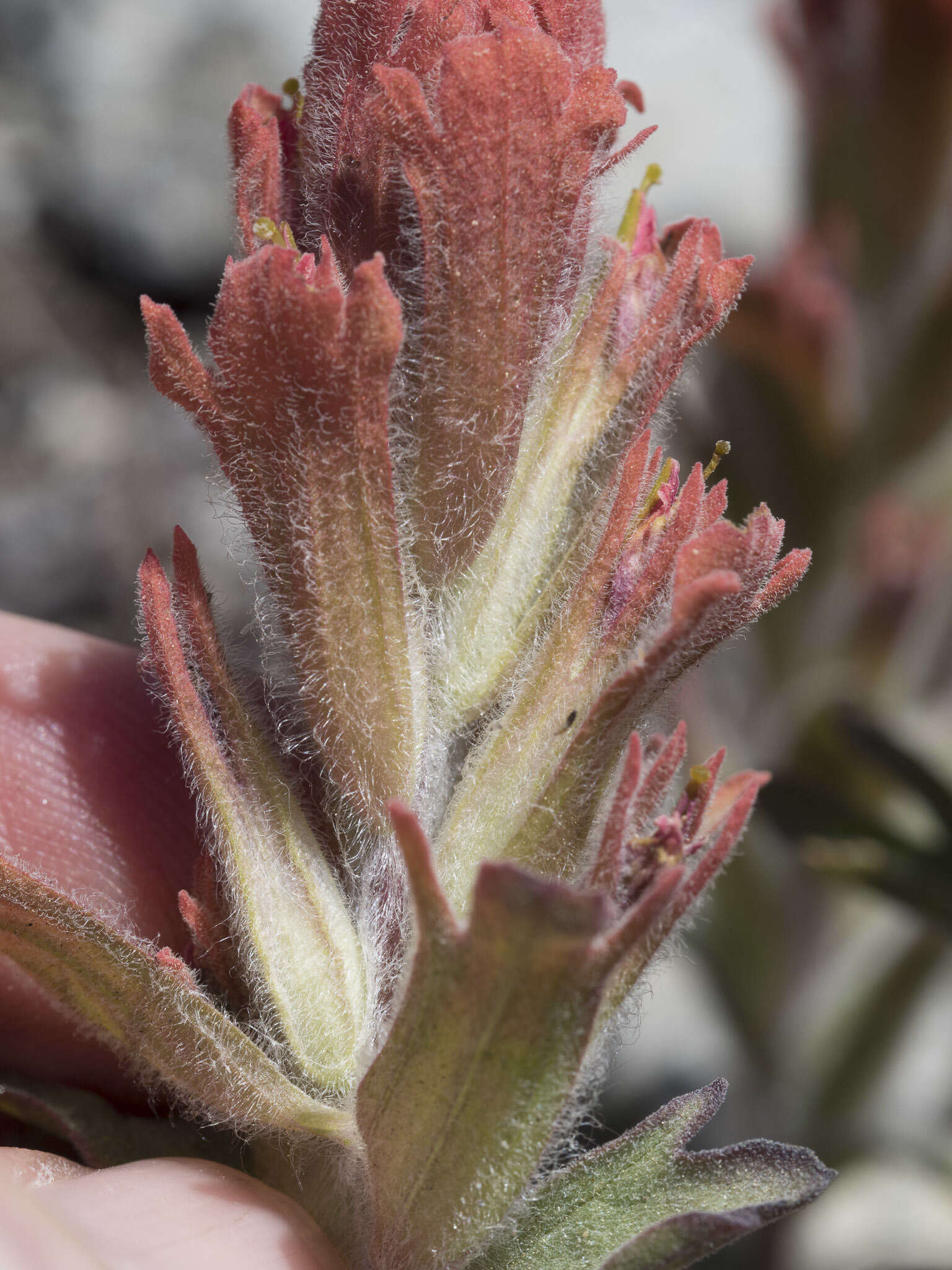 Image of cobwebby Indian paintbrush