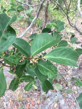 Image de Diospyros geminata (R. Br.) F. Muell.