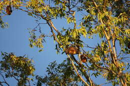 Image of Rodrigues Flying Fox