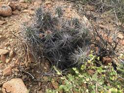 Image of Echinocereus brandegeei (J. M. Coult.) K. Schum.