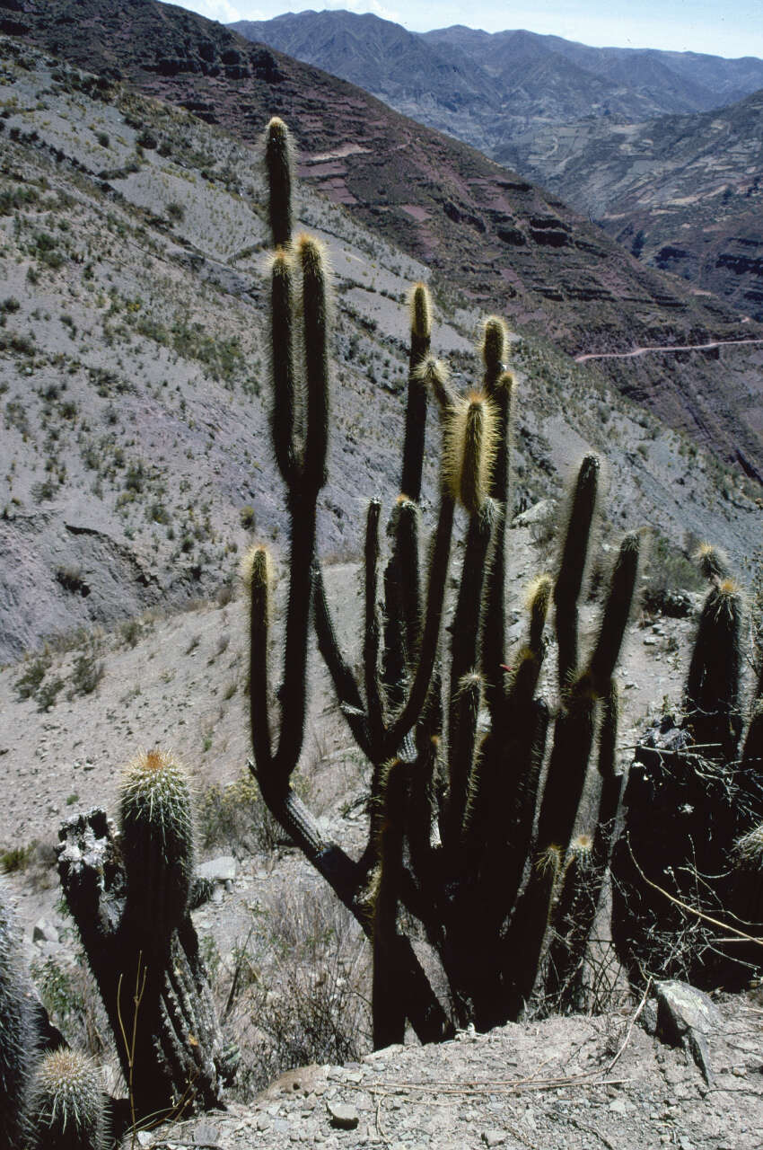 صورة Cleistocactus buchtienii Backeb.