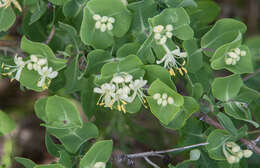 Image of western white honeysuckle