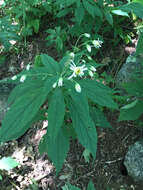 Image of Whorled Nodding-Aster