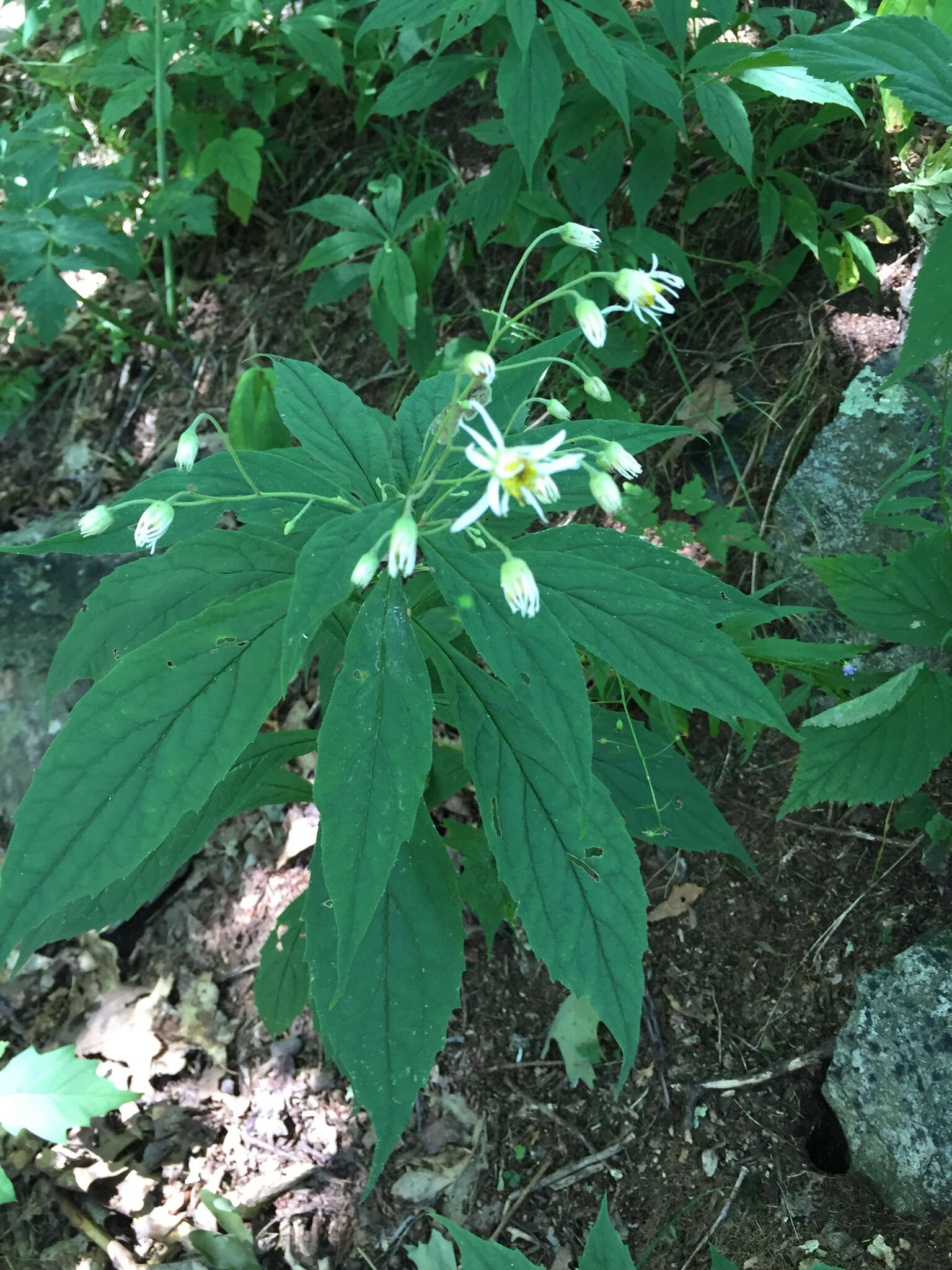 Image of Whorled Nodding-Aster