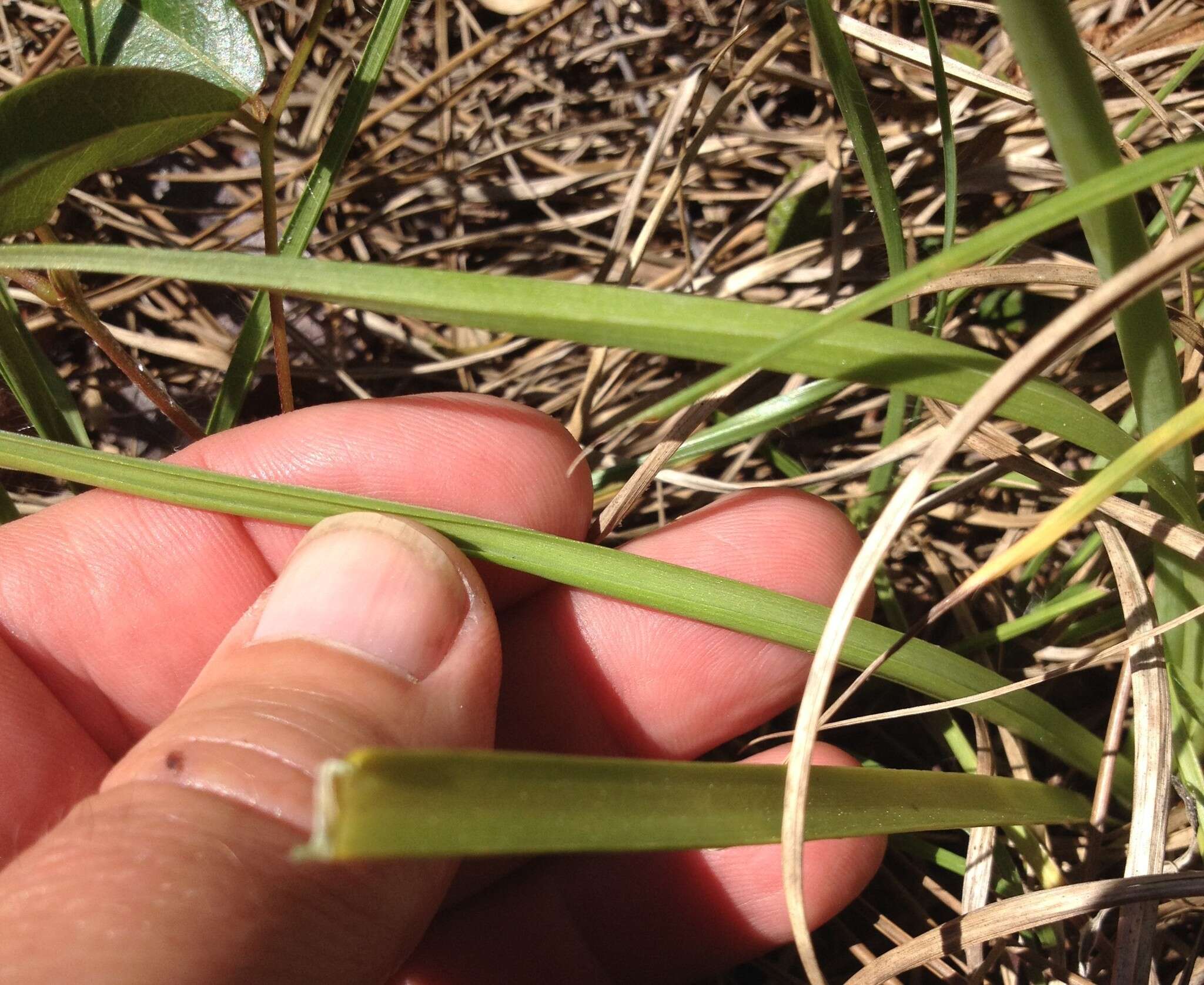 Image of striped garlic