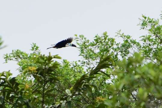 Image of Red-billed Toucan