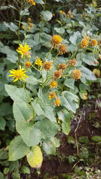 Image of Alpine Ragwort