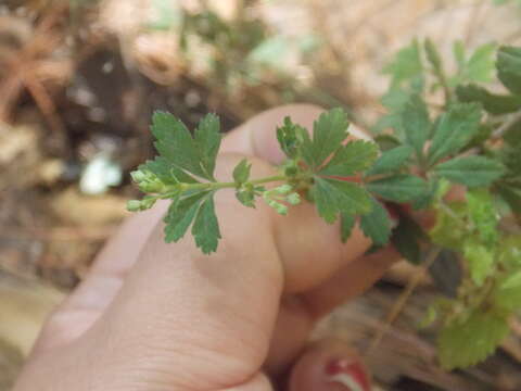 Image of Lachemilla procumbens (Rose) Rydb.