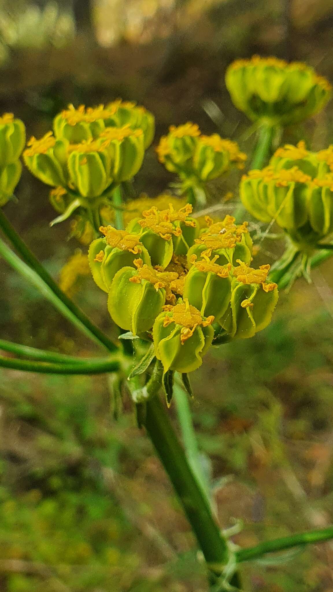 Imagem de Heptaptera colladonioides Margot & Reuter