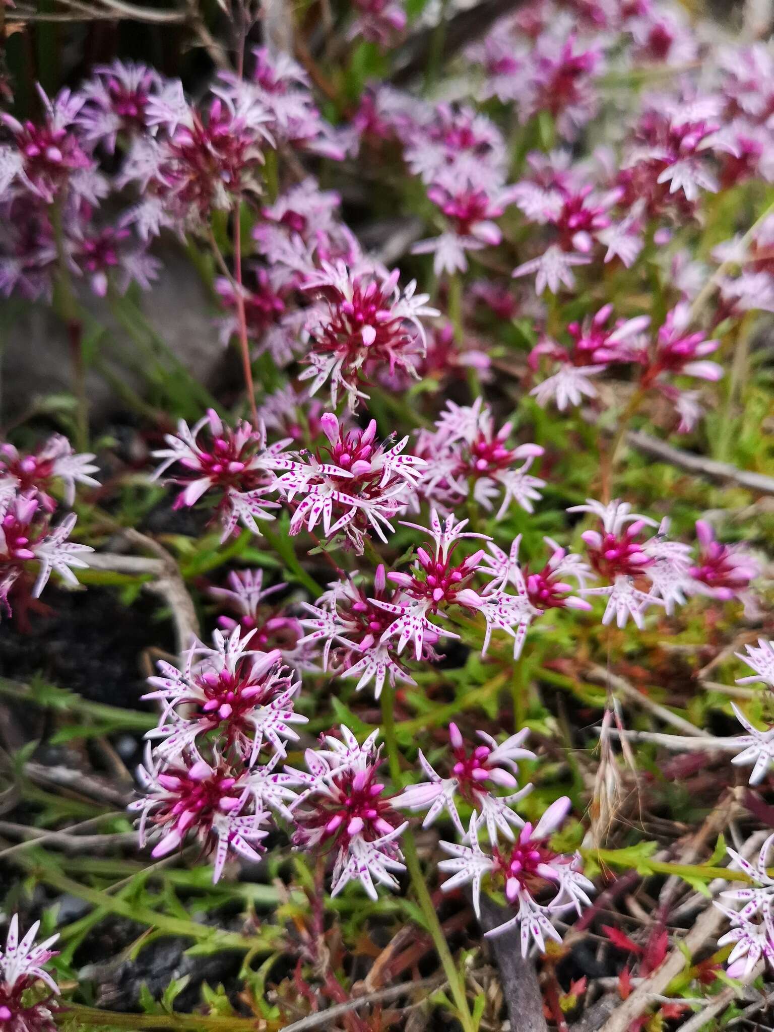 Lobelia jasionoides var. jasionoides resmi