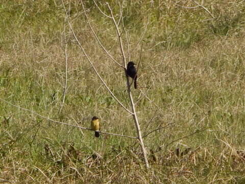 Image of Unicolored Blackbird