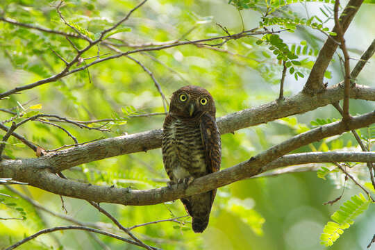 Image of Jungle Owlet