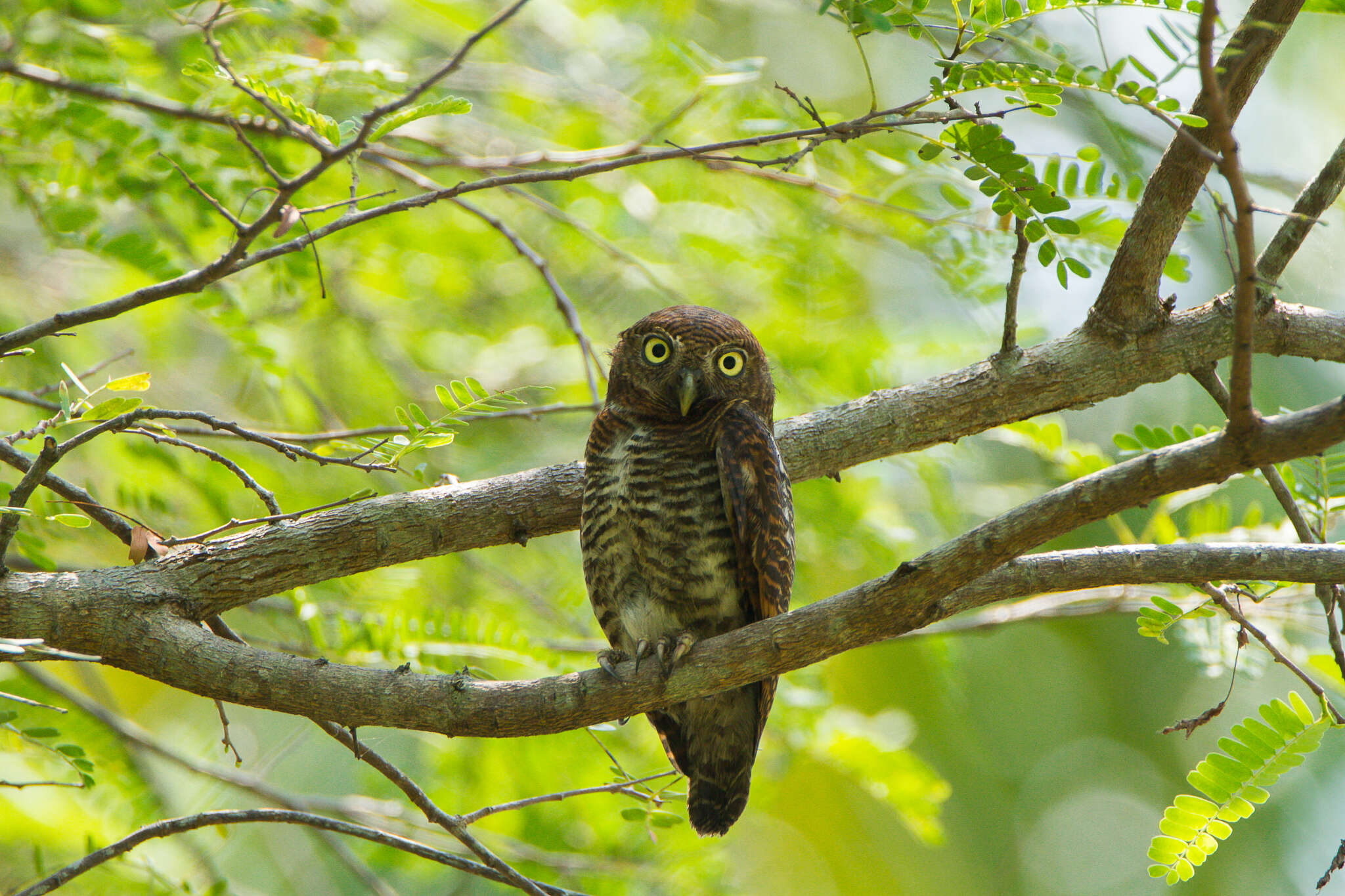 Imagem de Glaucidium radiatum (Tickell 1833)