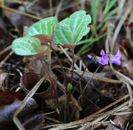 Sivun Viola variegata Fisch. ex Link kuva