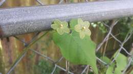 صورة Dictyanthus reticulatus Benth. & Hook. fil. ex Hemsl.