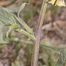 Physalis philadelphica subsp. philadelphica的圖片