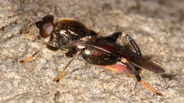 Image of Chalcosyrphus libo (Walker 1849)