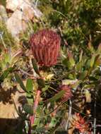 Imagem de <i>Leucospermum <i>tottum</i></i> var. tottum