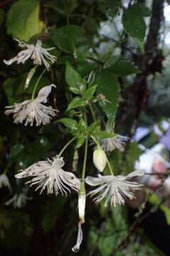 Image of Clematis parviloba Gardn. & Champ.