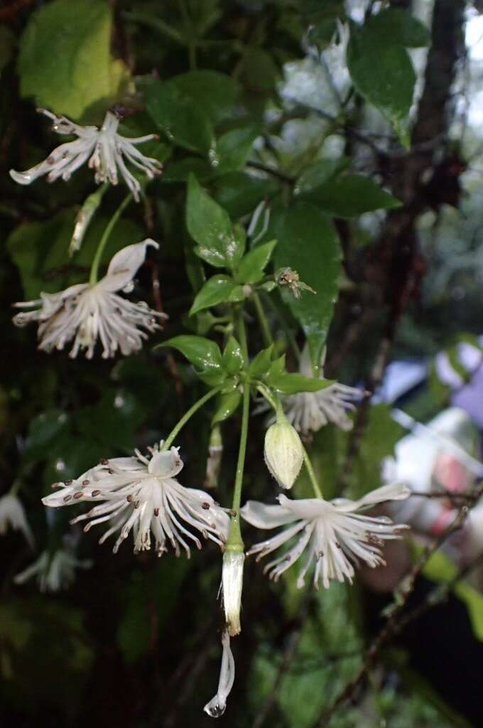 Image of Clematis parviloba Gardn. & Champ.