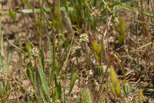 Image of dotseed plantain