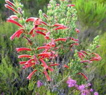 Image of <i>Erica <i>curviflora</i></i> var. curviflora