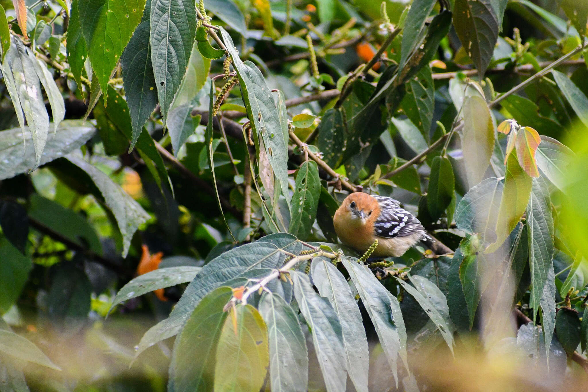 Image of Pacific Antwren