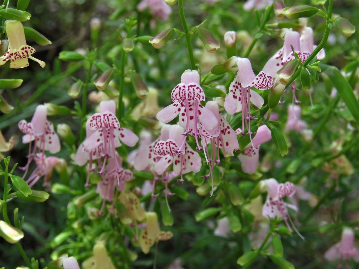 Image of scrub balm