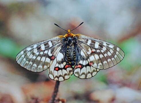 Слика од Parnassius eversmanni Ménétriés 1855