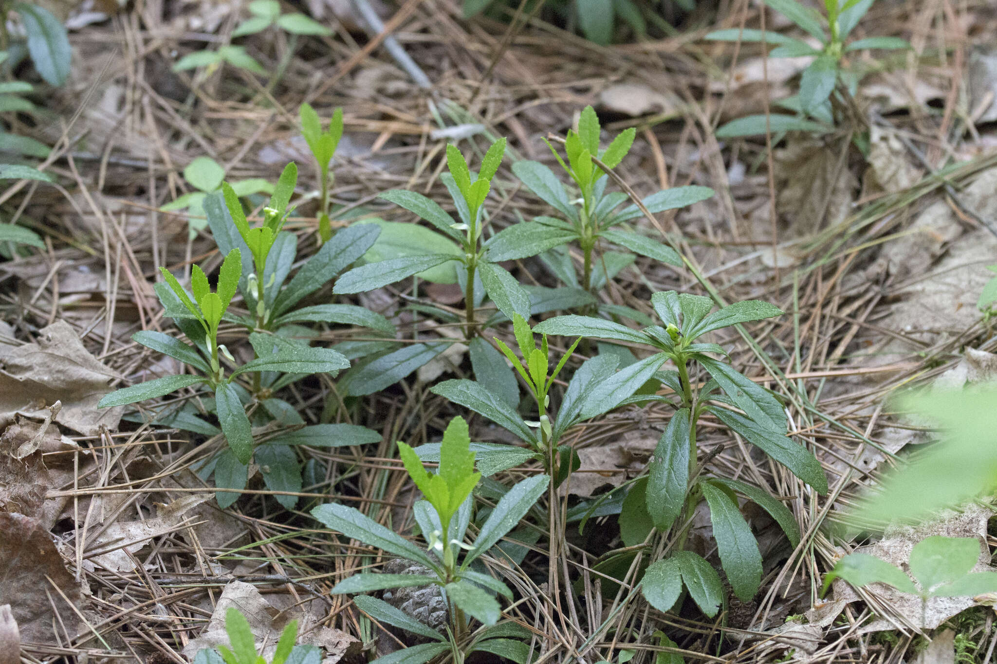 Image of pipsissewa