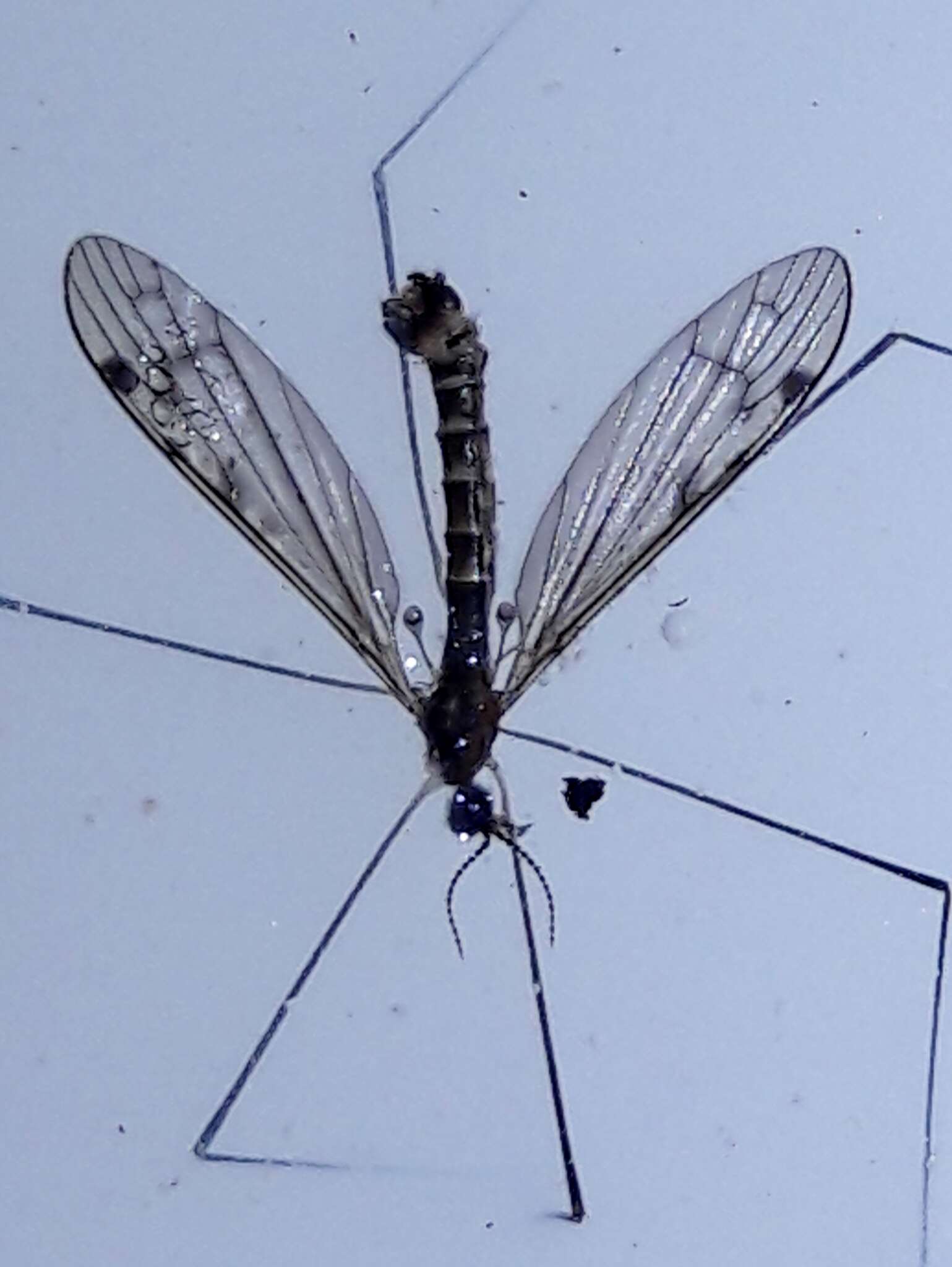 Sivun Atypophthalmus (Atypophthalmus) umbratus (de Meijere 1911) kuva