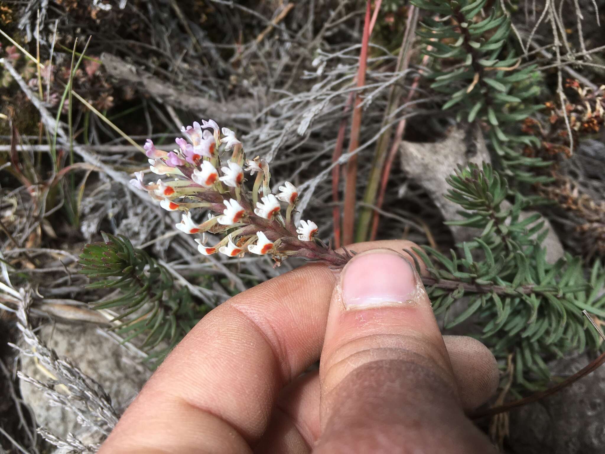 Слика од Hebenstretia angolensis Rolfe