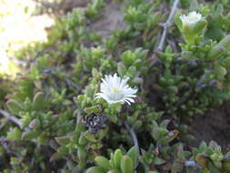 Imagem de Delosperma uncinatum L. Bol.