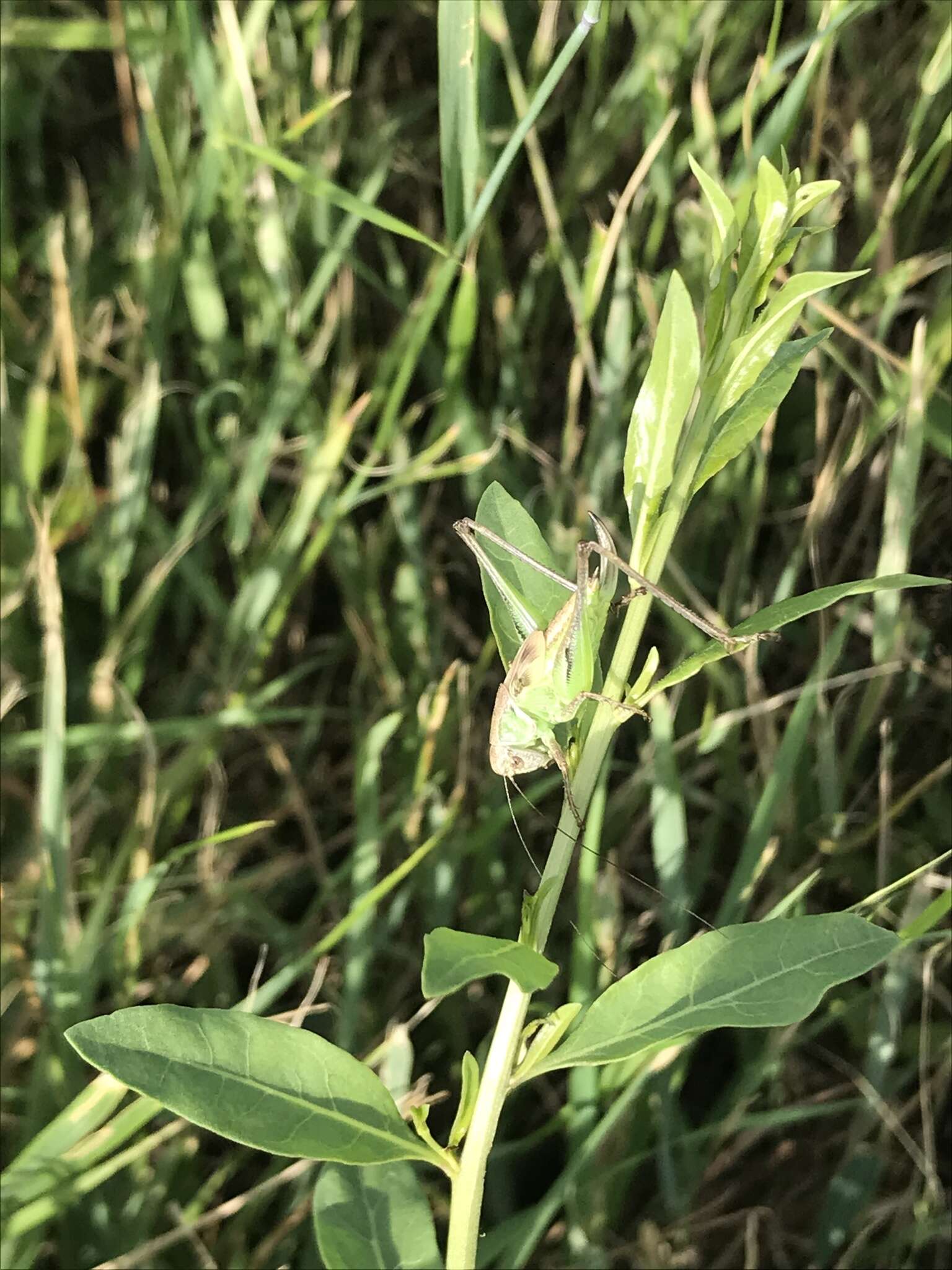 Image of Gray locust