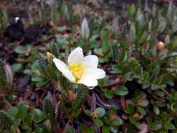 Imagem de Dryas octopetala subsp. hookeriana (Juz.) Hulten