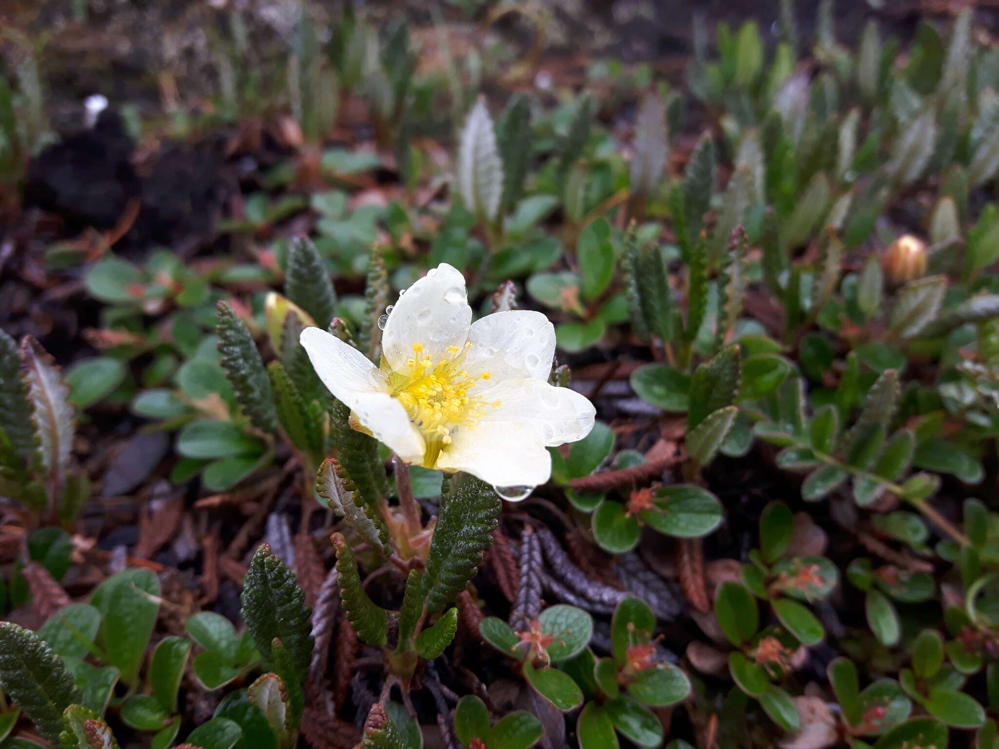 Imagem de Dryas octopetala subsp. hookeriana (Juz.) Hulten