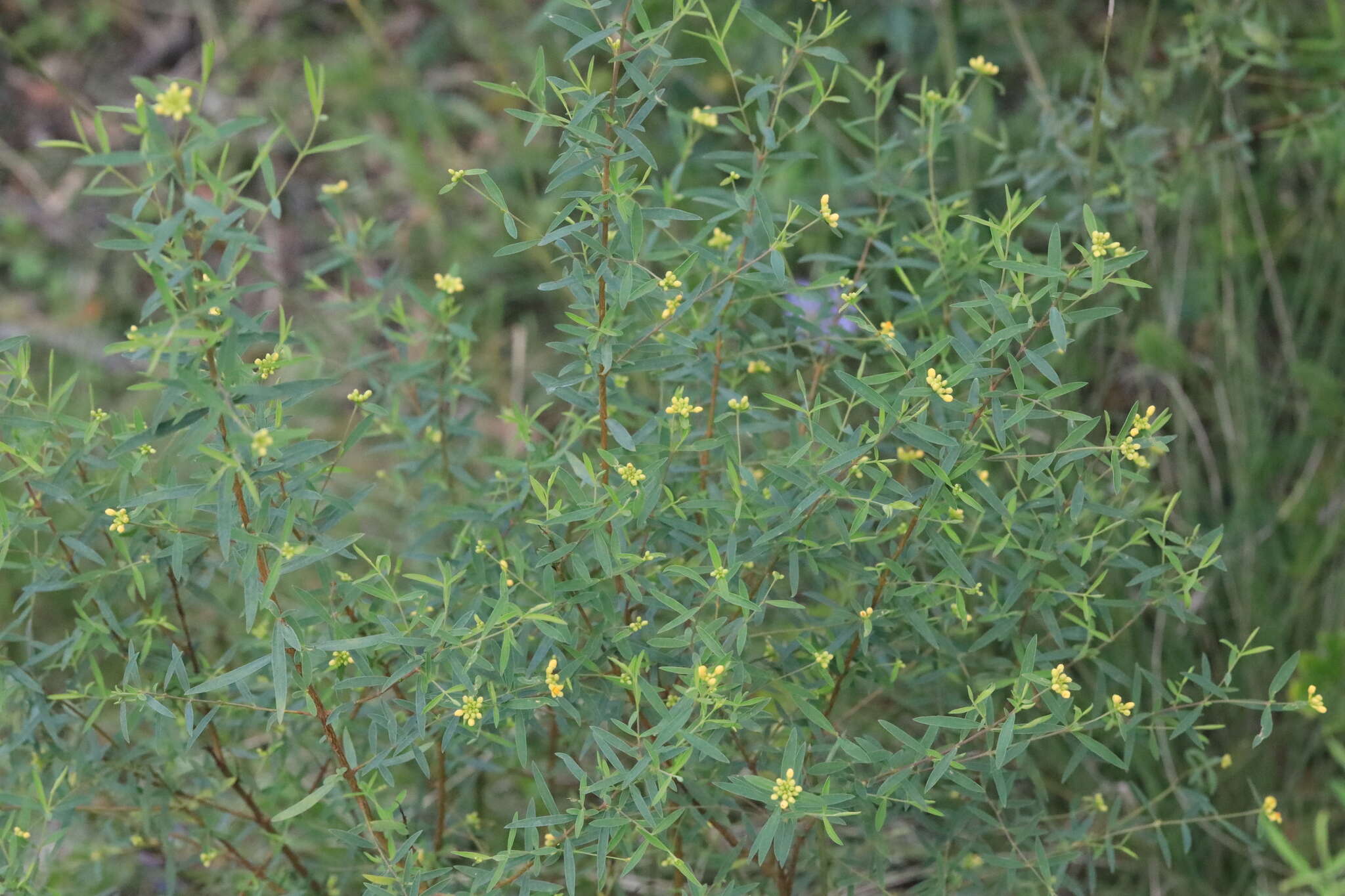 Image of Pimelea neoanglica S. Threlfall