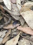 Porcellio marginalis Budde-Lund 1885 resmi