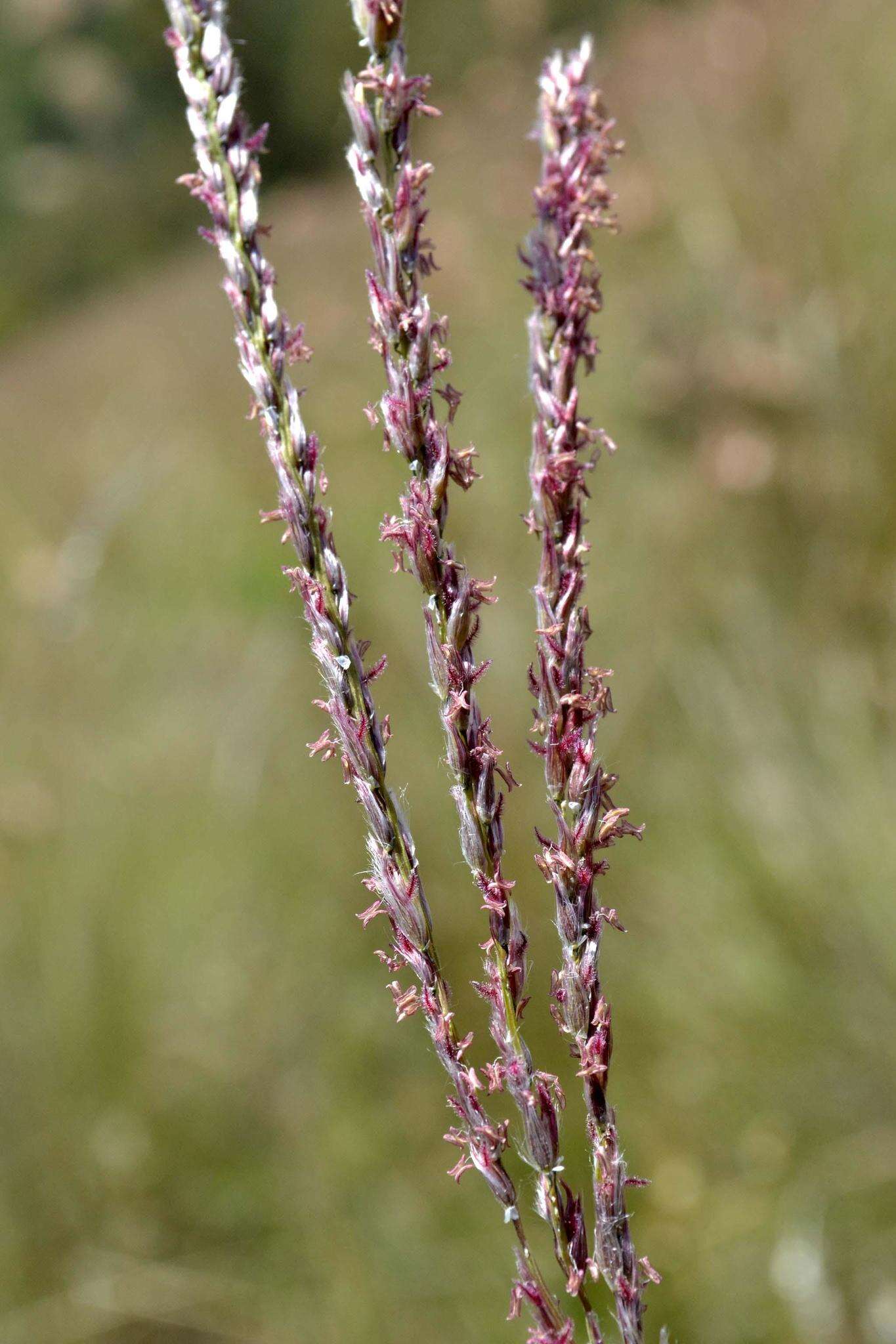 Imagem de Digitaria tricholaenoides Stapf