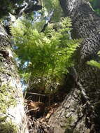 Image of hare's-foot fern