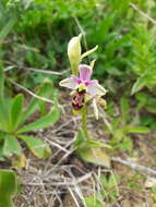 Image de Ophrys scolopax subsp. apiformis (Desf.) Maire & Weiller