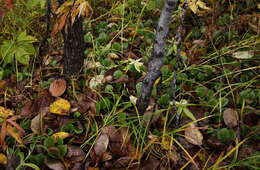 Image de Pyrola asarifolia subsp. incarnata (DC.) E. Murr.