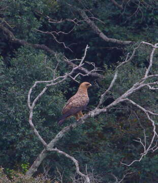 Image of Wahlberg's Eagle