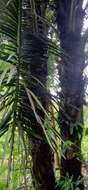 Image of sugar palm