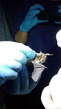 Image of Gray Myotis