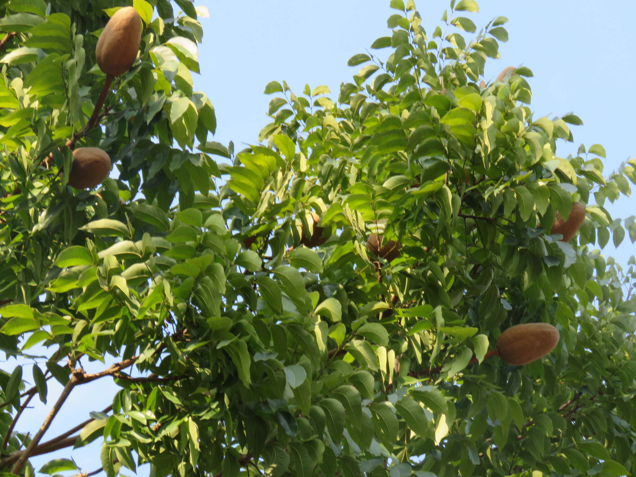 Image of Honduras mahogany